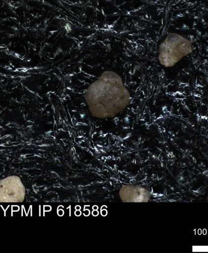 undet. Foraminiferida