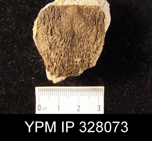 Pustula nebrascensis