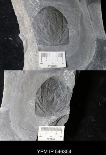Hughmilleria sp.
