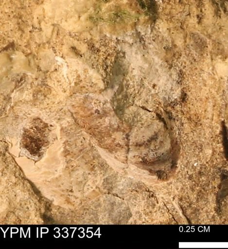 undet. Scaphitidae