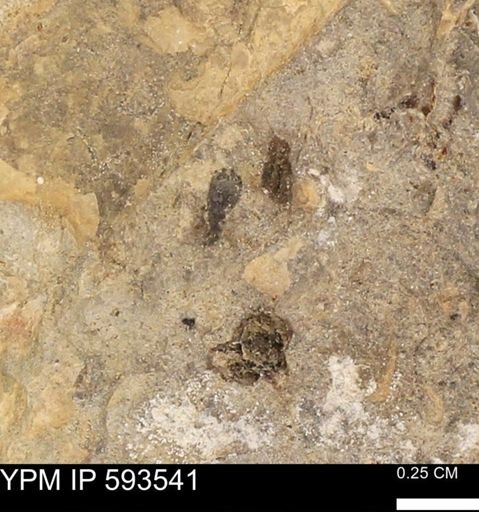 taxon undetermined