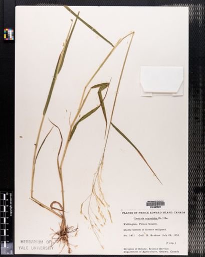 Leersia oryzoides