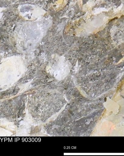 undet. Mollusca