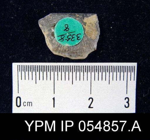 Strophonella reversa