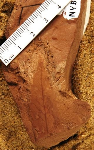 Zelkova hesperia