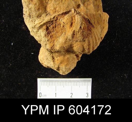 Spirifer cyclopterus