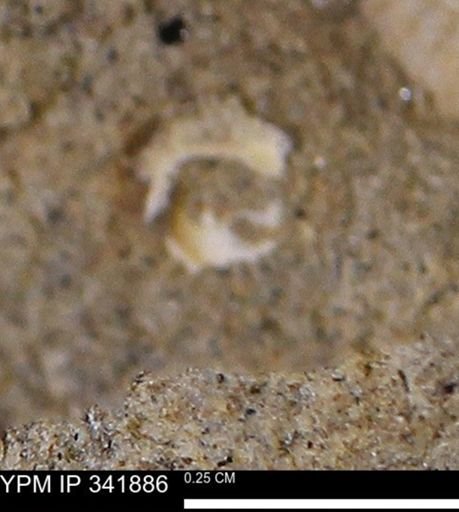 undet. Mollusca