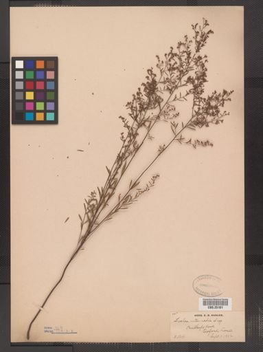 Lechea intermedia