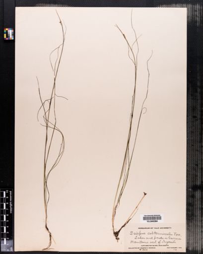 Scirpus subterminalis