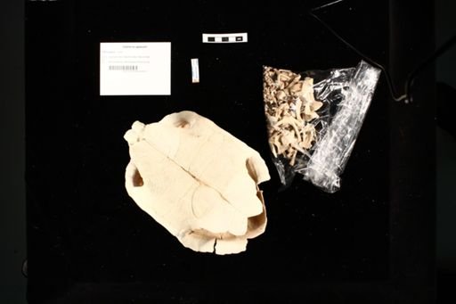 Gopherus agassizii
