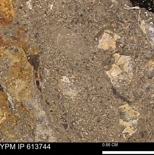 Scaphites sp.