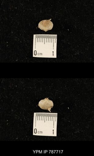 Acosarina sp.