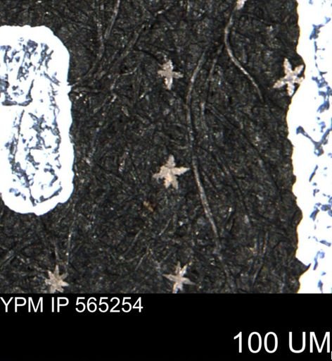 undet. Porifera