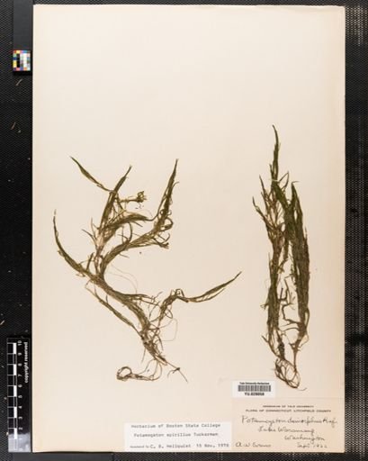 Potamogeton spirillus