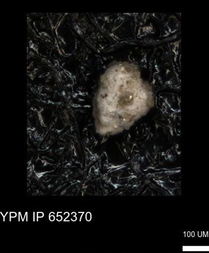 undet. Foraminiferida