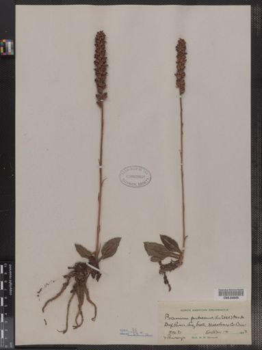 Goodyera pubescens