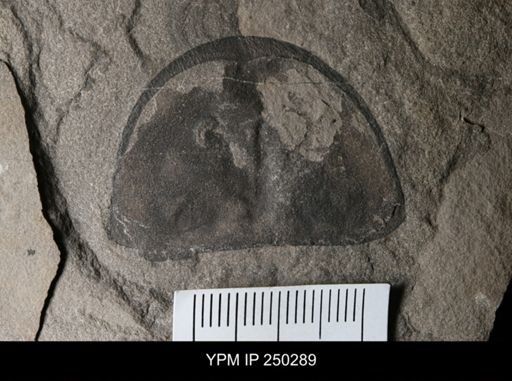 Erieopterus