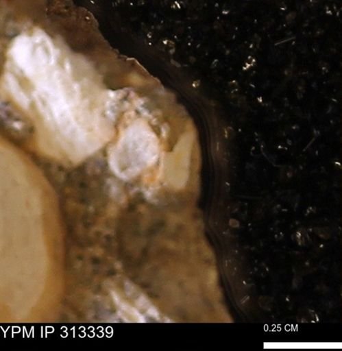 Corbicula sp.