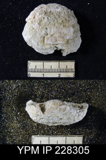 Pustula sp.