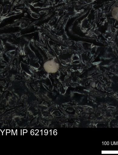 undet. Foraminiferida