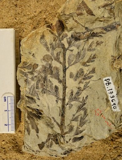 Triphyllopteris rarinervis