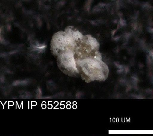 undet. Foraminiferida