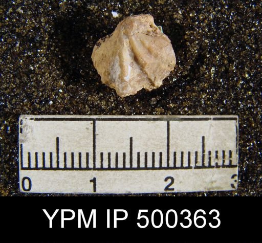 Punctospirifer sp.