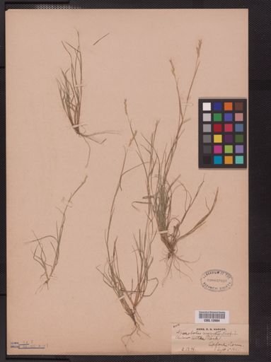Sporobolus vaginiflorus