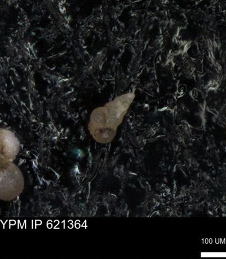 undet. Heterohelicidae