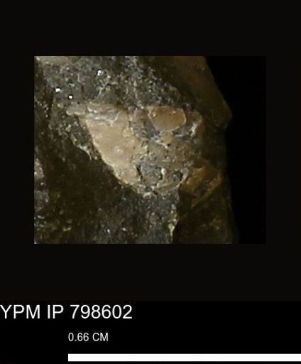 undet. Bivalvia