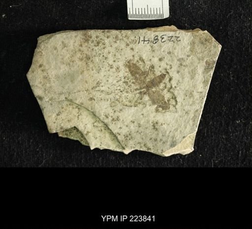 undet. Hexapoda