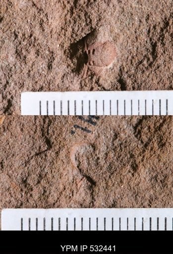 undet. Trilobita