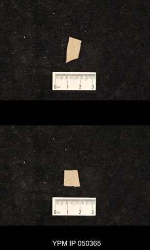 undet. Hexapoda