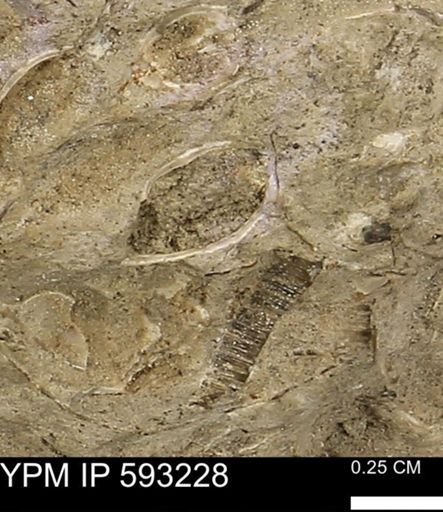 undet. Bivalvia