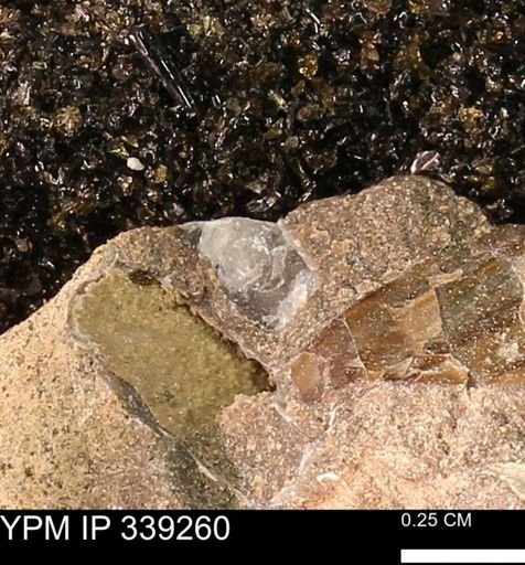 undet. Bivalvia
