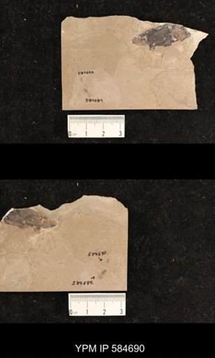 undet. Hexapoda