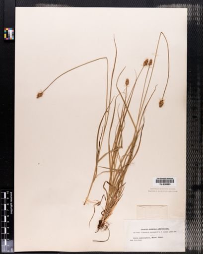 Carex cephalophora