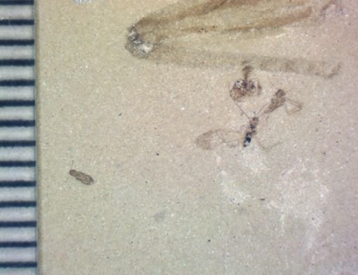undet. Coleoptera