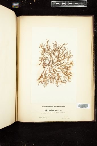Gracilaria ferox