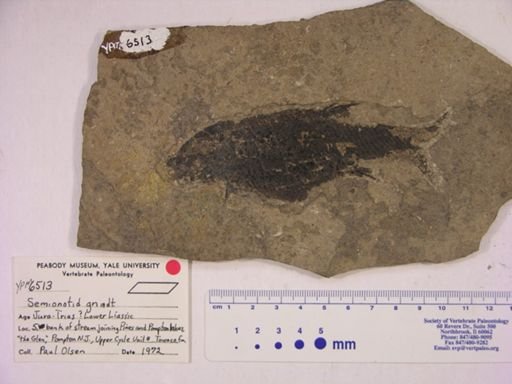 Semionotidae