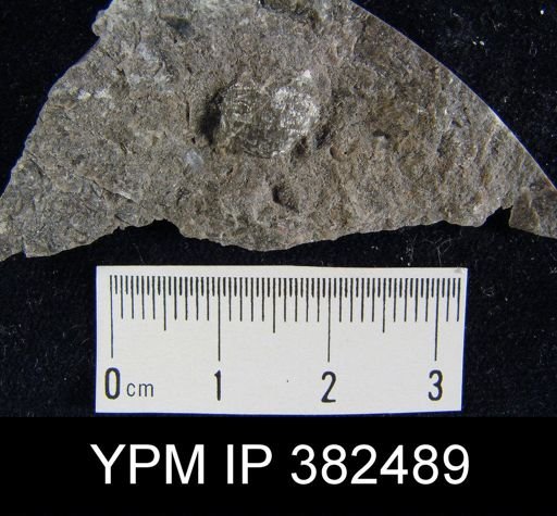 Productus pertenuis