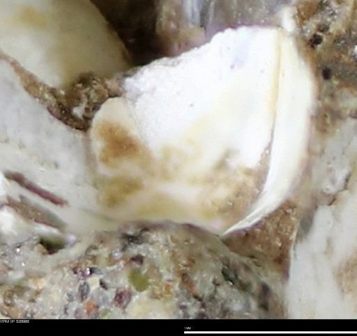 Corbulamella gregaria