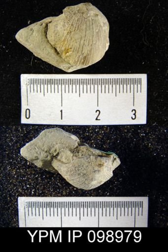 Stropheodonta varistriata