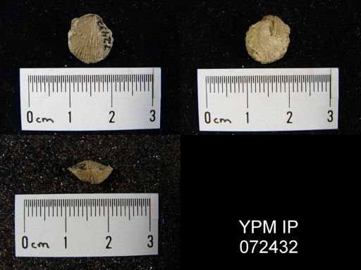 Atrypa tennesseensis