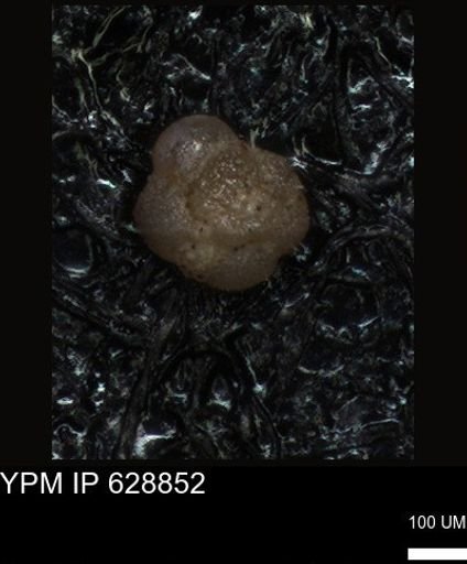 undet. Foraminiferida