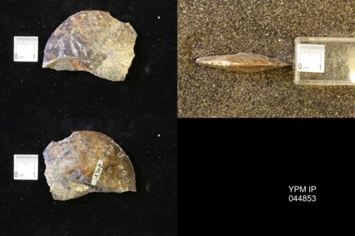 Sphenodiscus lenticularis