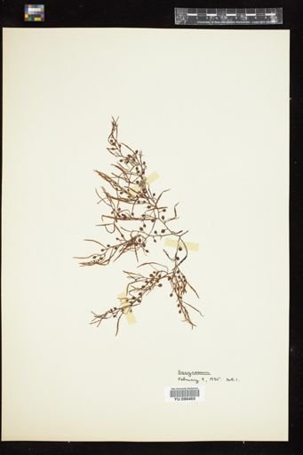 Sargassum
