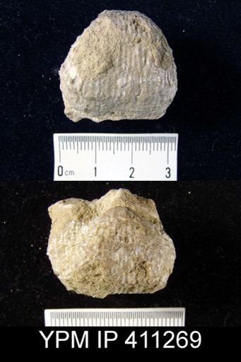 Pustula nebrascensis