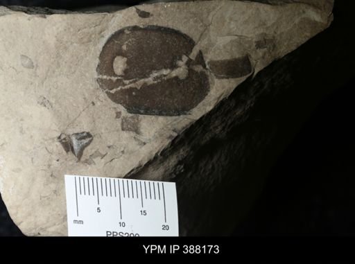 Eurypterus sp.