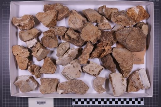mixed taxa, stratigraphic collection